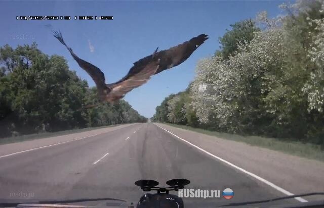 Пьяный орел 