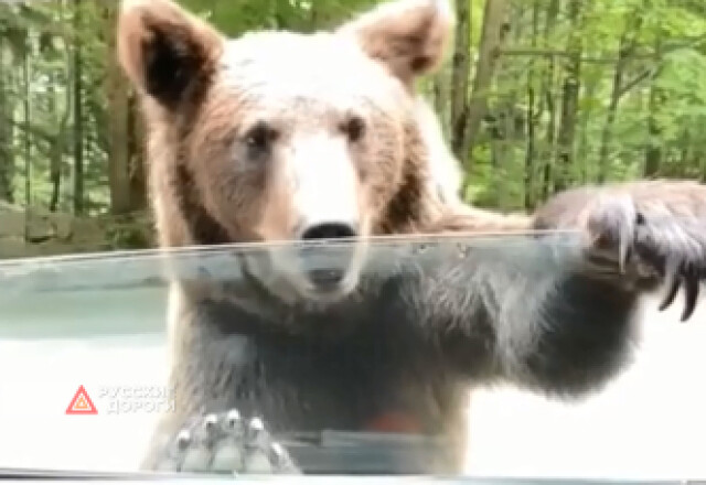 Медведь пытался залезть в машину с людьми