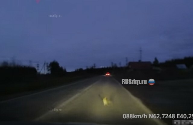 Выбежала