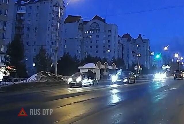 Лось атаковал машину в Рыбинске