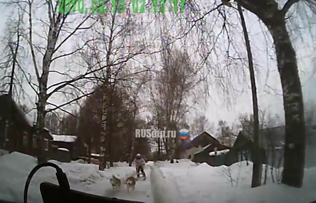 В Иванове женщина на собачьей упряжке попала в ДТП