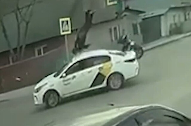 Байкер исполнил сальто, перелетев через машину в Новосибирске 