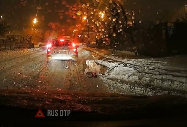 В Воронеже собака напала на женщину и вытолкнула её на дорогу