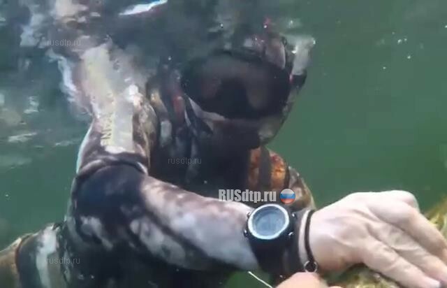 Опубликовано видео подводной рыбалки Владимира Путина 