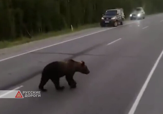 В Югре браконьеры безжалостно убили медвежонка 