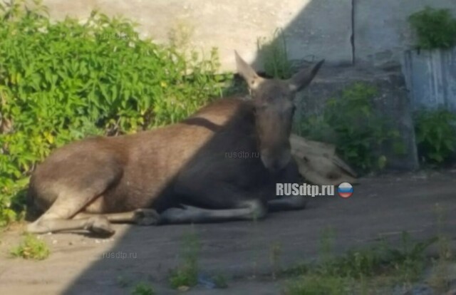 В Москве сотрудники ДПС в день своего профессионального праздника задержали на дороге лося! 