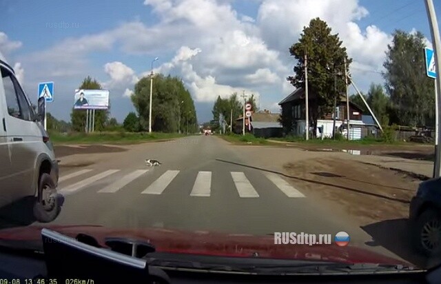 Зебра, кошка, осел 