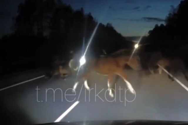 Табун перебегал дорогу: в Иркутской области легковушка сбила лошадь