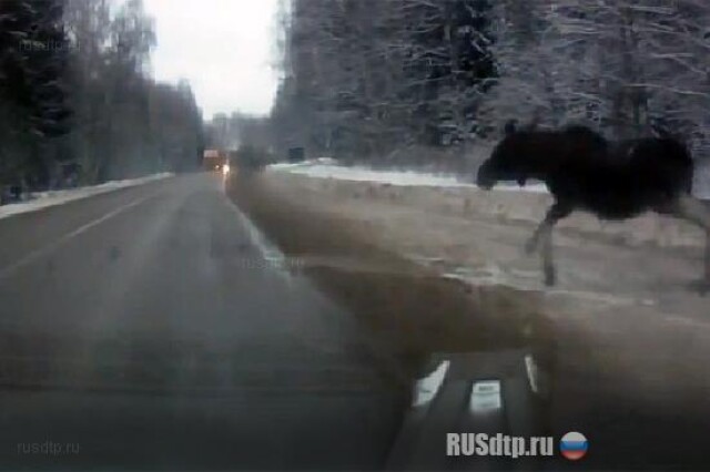 Столкновение с лосем 