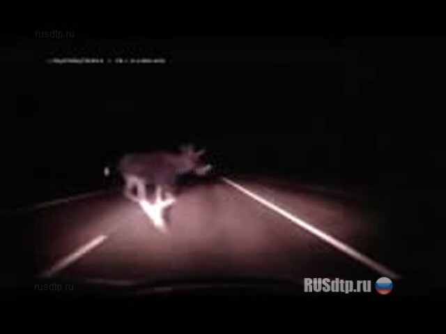 Лось! Блин! 