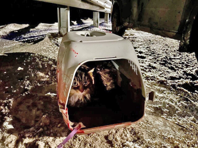 Кошка чудом выжила в аварии под Нижним Тагилом: её хозяева погибли 