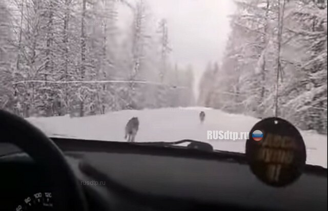 Волки на дороге