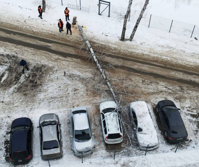 «Хотели как лучше»: в Челябинске спиленное рабочими дерево упало на припаркованные автомобили 