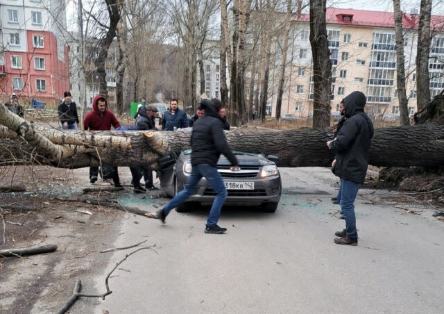 В Новокузнецке дерево упало на проезжающий автомобиль: погибли два человека 