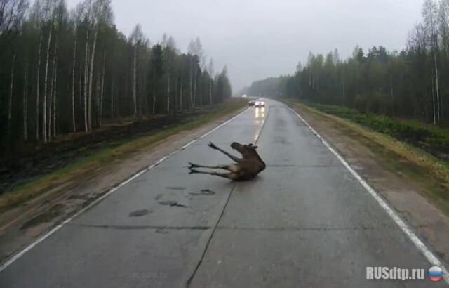 Лапы не держат 