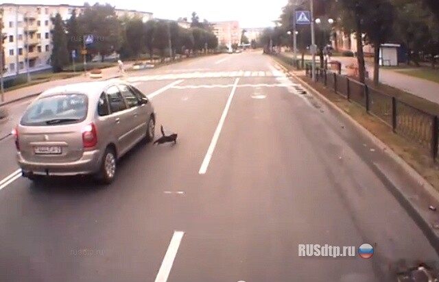 Как нужно переходить дорогу. Пособие для котов 