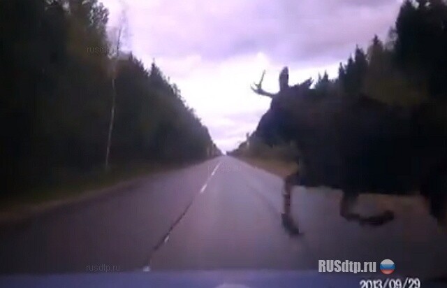 Встреча с лосем 