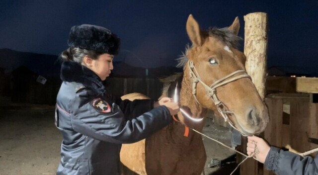 На коров и лошадей надели световозвращающие ленты 