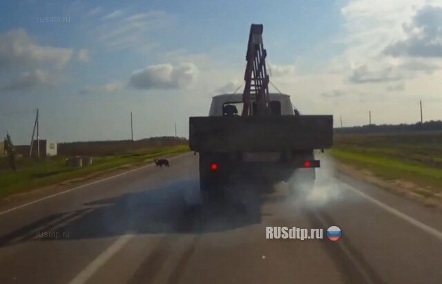 Собака-паровозособирака 