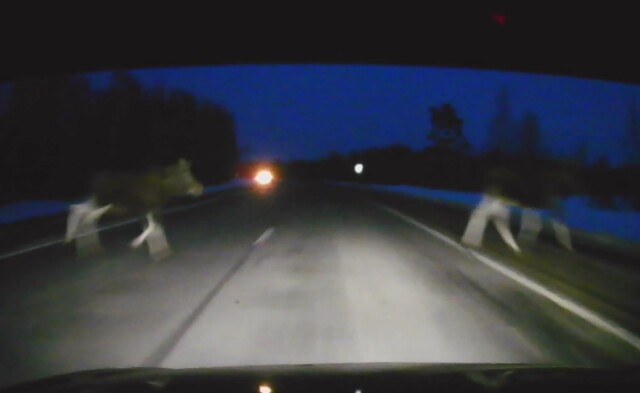 Водитель едва не сбил лосей на загородной дороге под Костромой