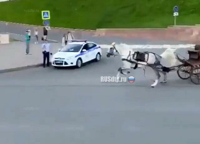 В Казани лошадь сбежала с места ДТП 