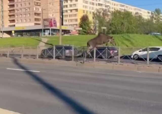 В Санкт-Петербурге лось пытался перебежать дорогу и столкнулся с автомобилем