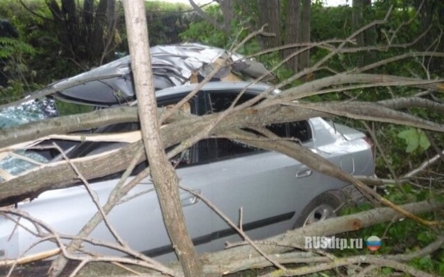 ДТП с участием лося 