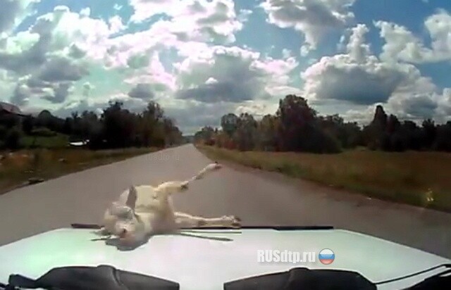 Ну ты и коза! 