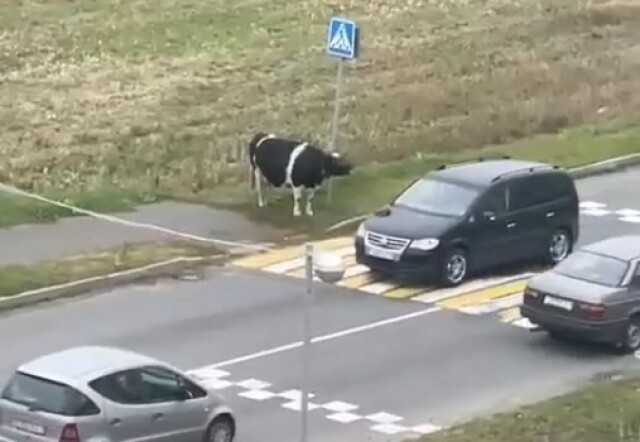 В Белоруссии замечена умная корова, соблюдающая ПДД
