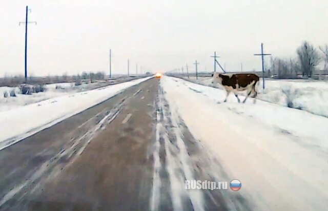 Рогатый испуг 