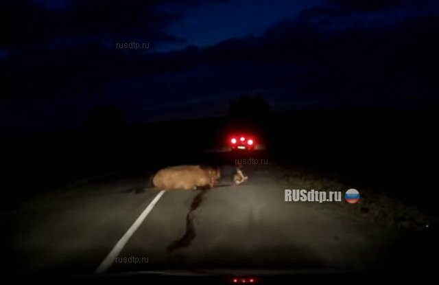 Животное на дороге