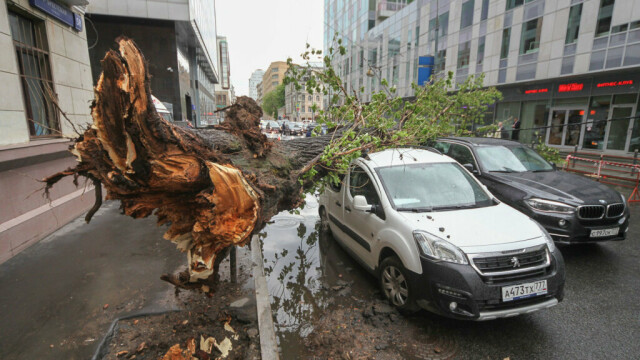 В Москве научились предсказывать падение деревьев 