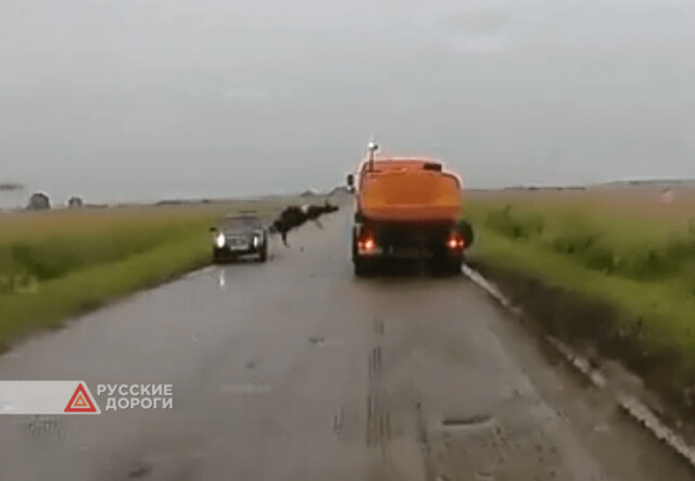 «Лада Приора» сбила корову в Рязанской области