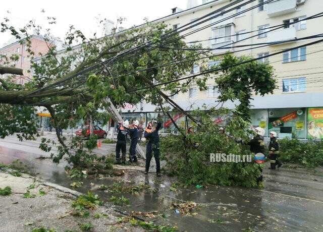 Дерево упало на оживленную дорогу в Рязани. ВИДЕО 