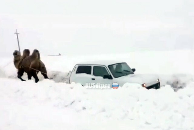 Верблюд помог вытащить «Ниву» из снега