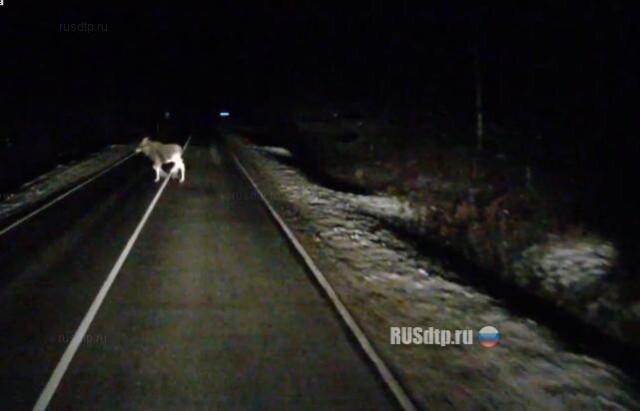 Дальнобой и лосята 