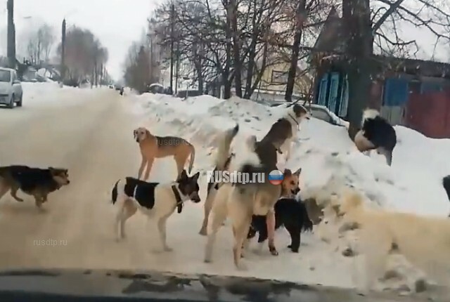 В Чувашии водитель давил собак и снимал происходящее на видео 