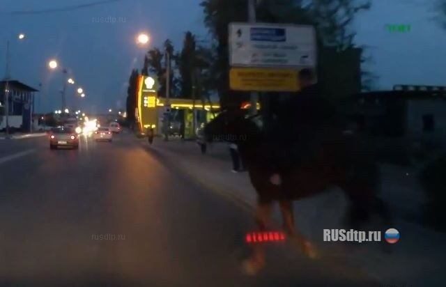 Лошадь попала под машину 