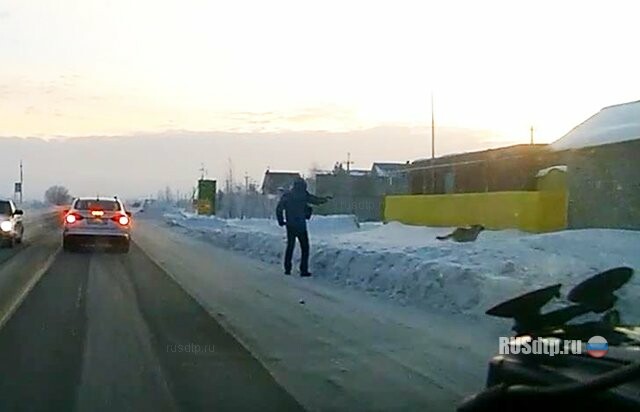 В Тольятти водитель безжалостно расстрелял пса, попавшего ему под колеса