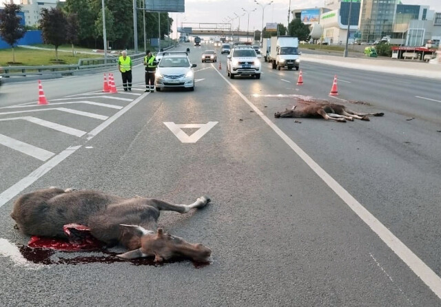 «Перебегали оживленный МКАД»: автомобиль сбил двоих лосей в Москве 