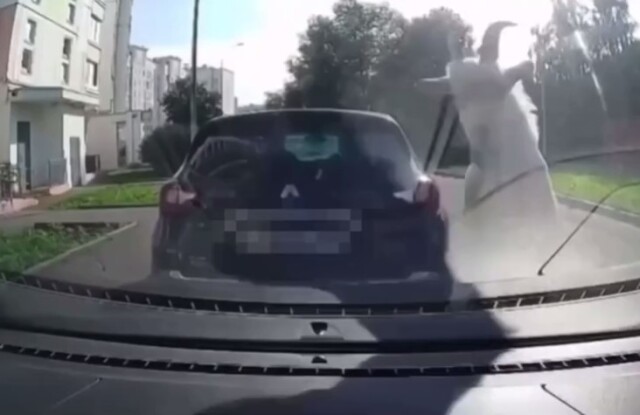 В Южном Бутове козы запрыгнули на припаркованный во дворе автомобиль и повредили его