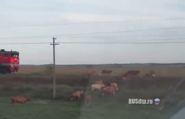Коровы под поезд 