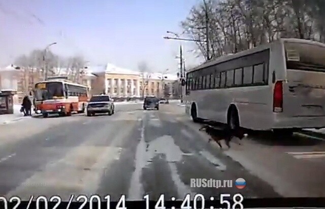 Сбил собаку 