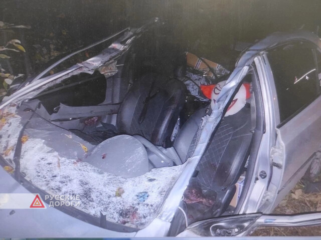 Автомобиль сбил лося на трассе Тюмень — Ханты-Мансийск 