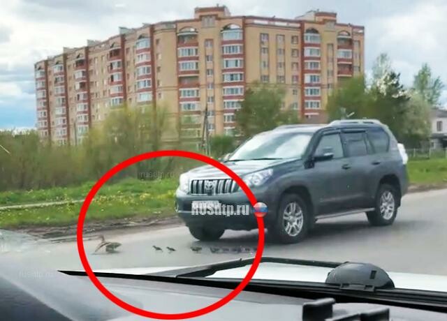 В Великом Новгороде водитель внедорожника задавил утку с утятами. ВИДЕО