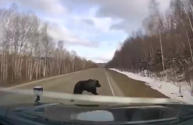 Выбрался из берлоги и рванул на дорогу: медведь едва не попал под колеса автомобиля на Амуре
