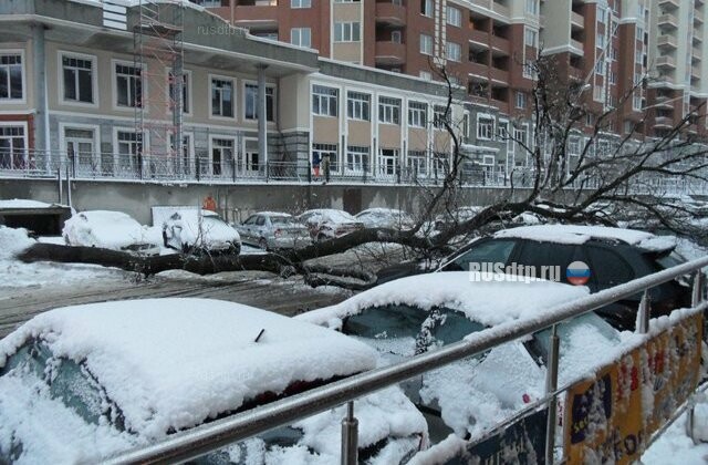 В Воронеже  камера наблюдения зафиксировала падение дерева на машины 