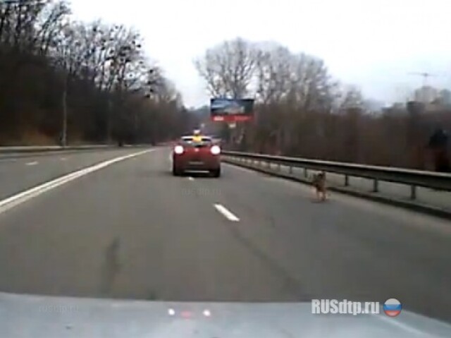 Почти ДТП из-за собаки 