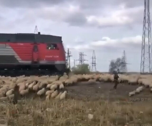 В Дагестане поезд на скорости въехал в отару овец 