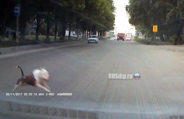 В Ульяновске мужчина избил водителя за сбитую собаку